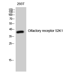 Olfactory receptor 52K1