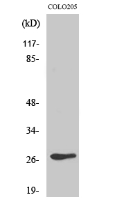 Olfactory receptor 5D3