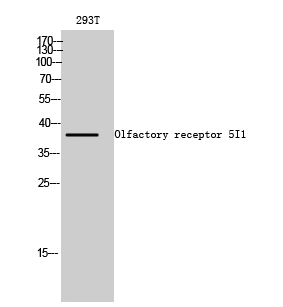 Olfactory receptor 5I1
