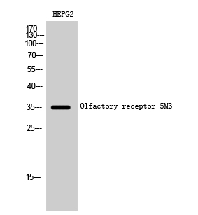 Olfactory receptor 5M3