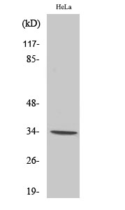 Olfactory receptor 7C1