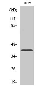 Olfactory receptor 8S1