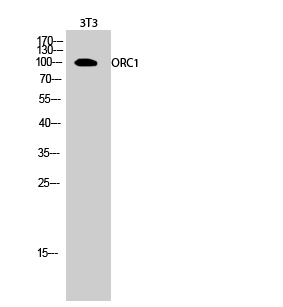 ORC1