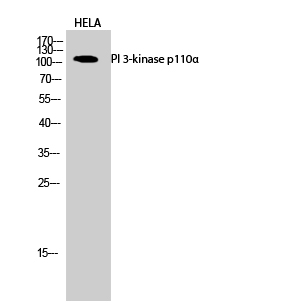 PI 3-kinase p110α