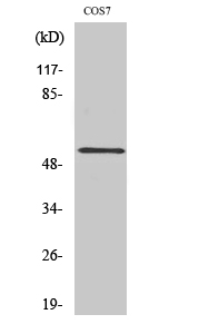 PTP1B