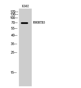RHOBTB3