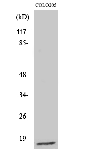 Ribosomal Protein L27A