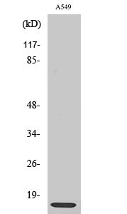 Ribosomal Protein L30