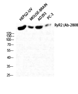 RyR-2
