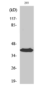 Septin 3