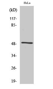 Septin 8