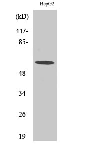 TCP-1 ζ