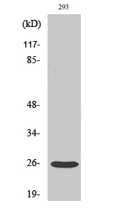 Tetraspanin-8