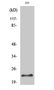 Trypsin-1