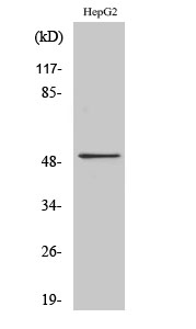 Tubulin α