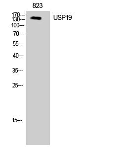 USP19
