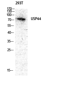 USP44
