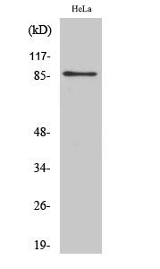 UTP14A