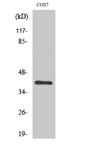 ZNF134