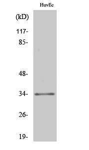 ZNF75