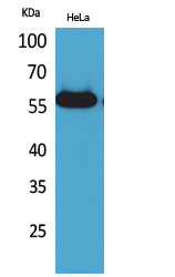 Amylase
