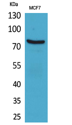 CD66e