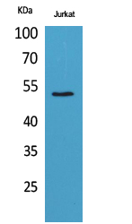 Tubulin α