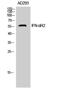 IFN-αR2