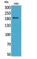 CD169