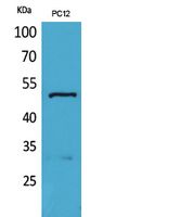 Tubulin α
