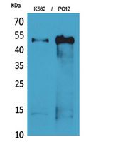 Tubulin α