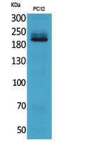 Integrin β4