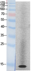 Histone H2A