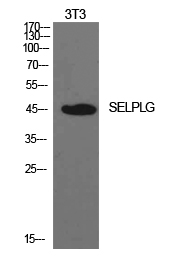 PSGL-1