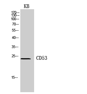 CD53