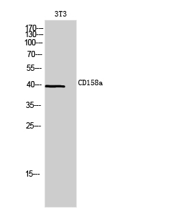 CD158a