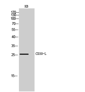 CD30-L