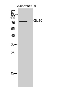 CD180