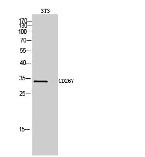 CD267