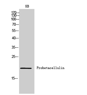 Probetacellulin