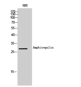 Amphiregulin
