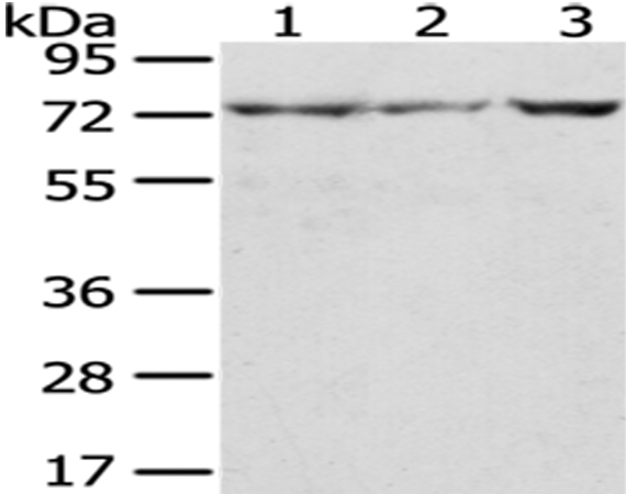 C10orf2