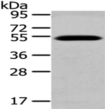 TCN2