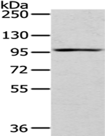 H6PD