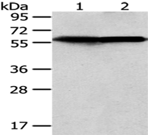 CCT5