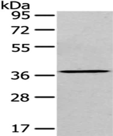 EIF3I