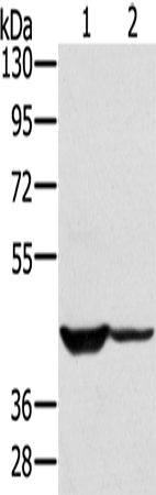 SOX2