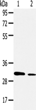 AQP9
