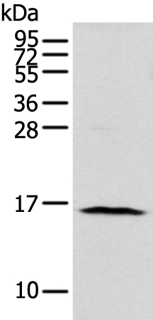 NUDT1