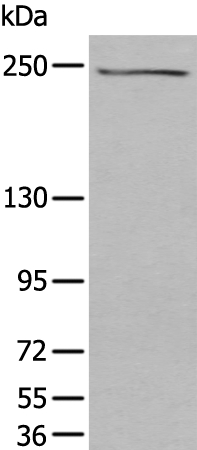TAF1